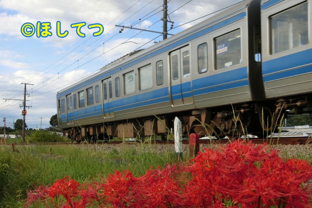 Izu Hakone 3000 Series stainless car with spider lily flowers between Daiba and Mishima Futsukamachi