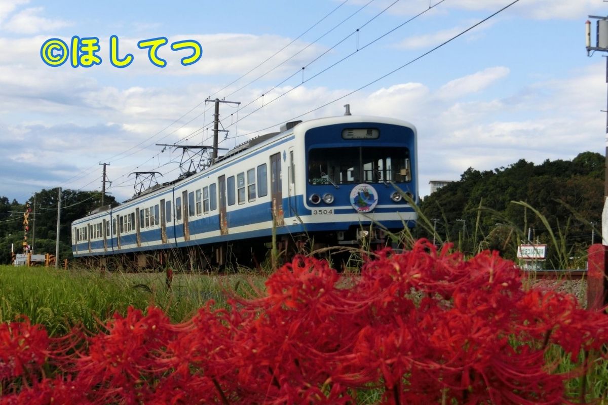 Izu Hakone 3000 Series steel car with spider lily flowers between Daiba and Mishima Futsukamachi